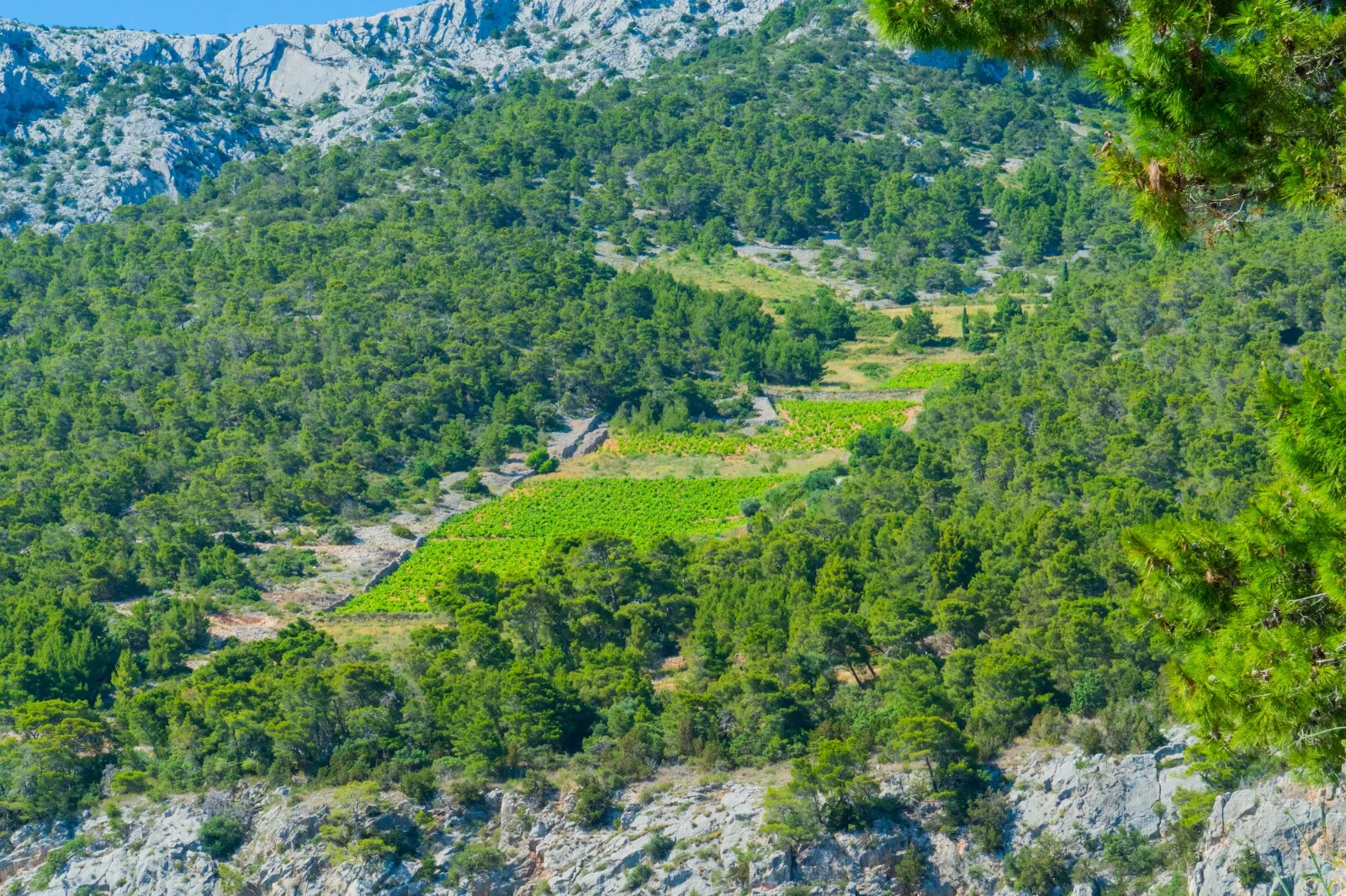 Veli Kamik, Hvar